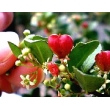 北海道札幌市西区フルーロン花佳の花　話題のハートツリー！